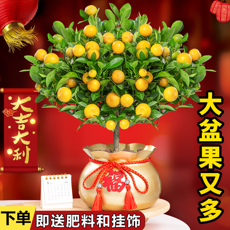 四季金桔树盆栽花卉植物室内花金橘子树带果阳台观赏年宵盆景好养