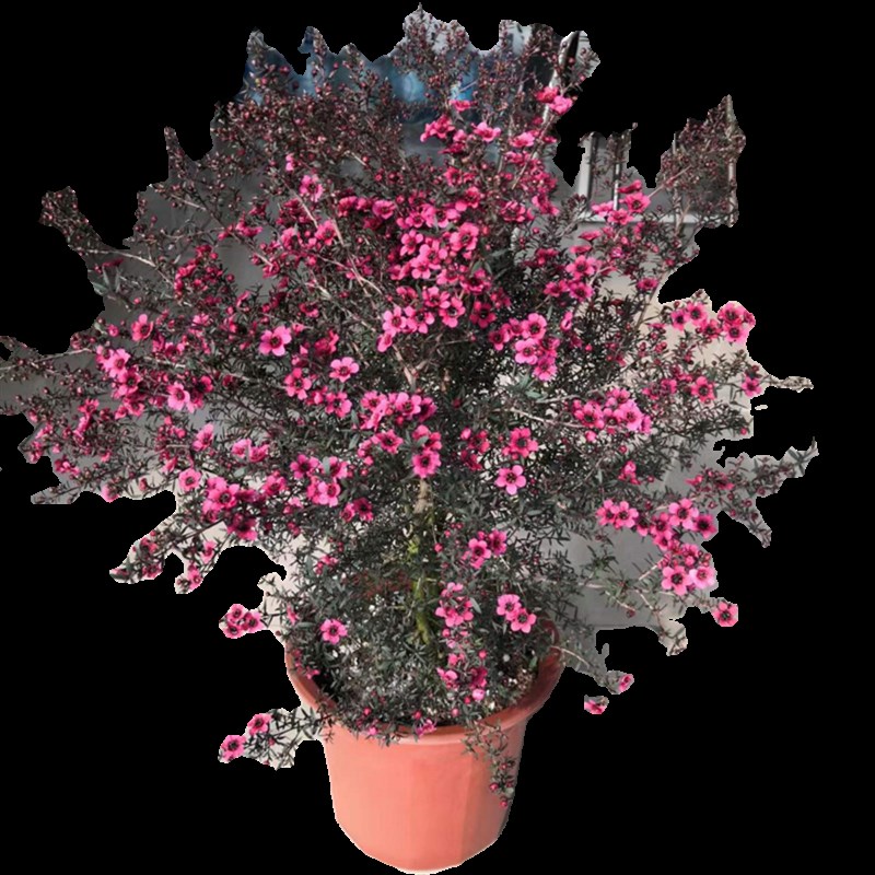 澳梅小叶寒梅盆栽松红梅耐寒花卉多年生木本花卉植物基地发货带花