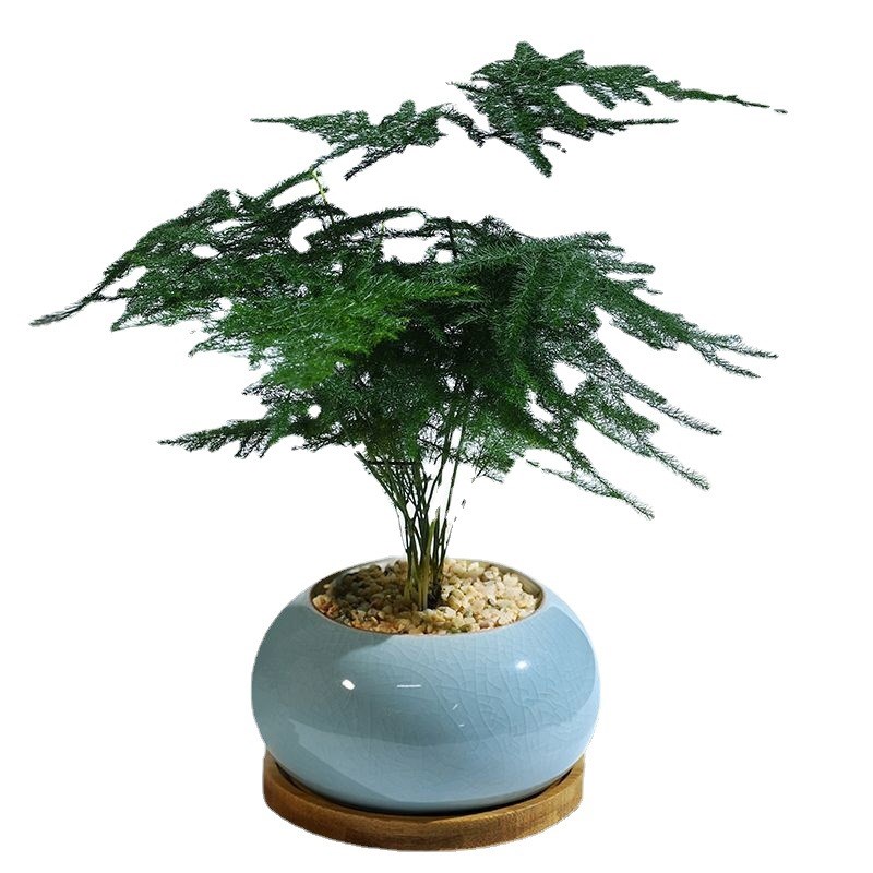 办公室桌面绿植小文竹植物盆栽室内摆件茶书房花卉好养客厅小