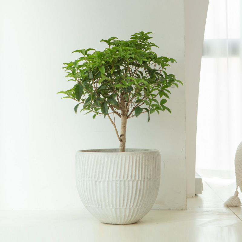 金桂四季桂花树苗盆栽阳台室内室外庭院地栽好养开花花卉植物丹桂