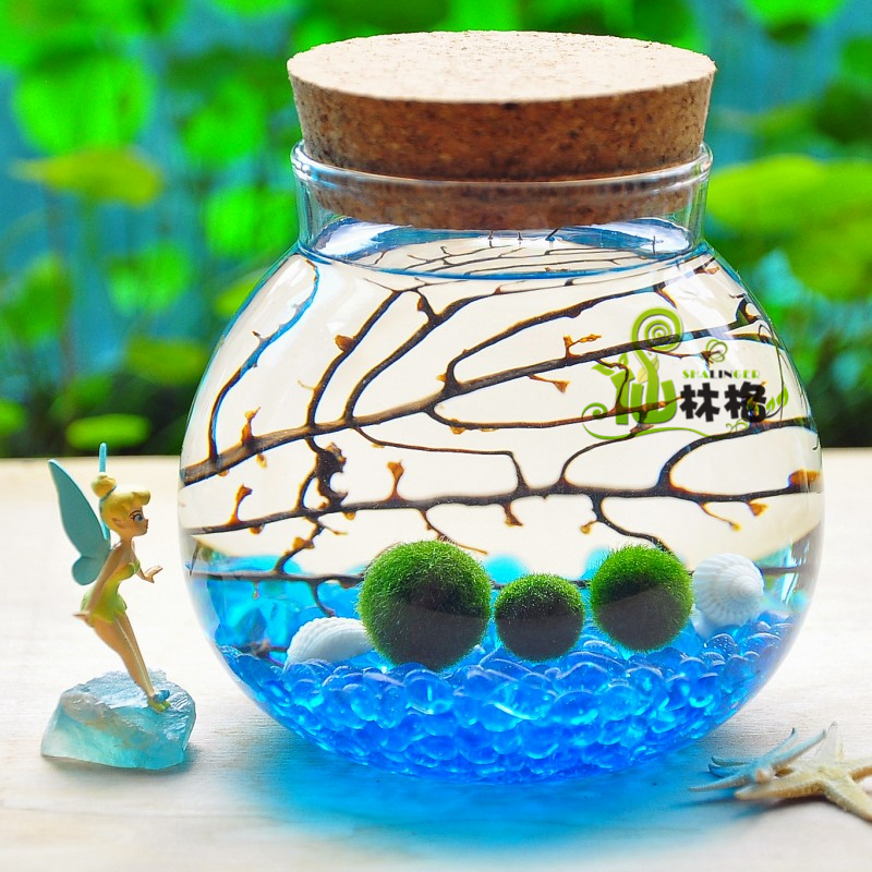 办公室水培盆栽球海藻创意迷你苔藓植物材料景观diy微 炸毛marimo