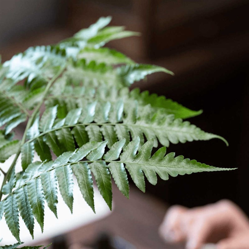蕨类植物苔藓球水培四季小型厥类绿植老桩盆景造景大型一叶蕨盆栽