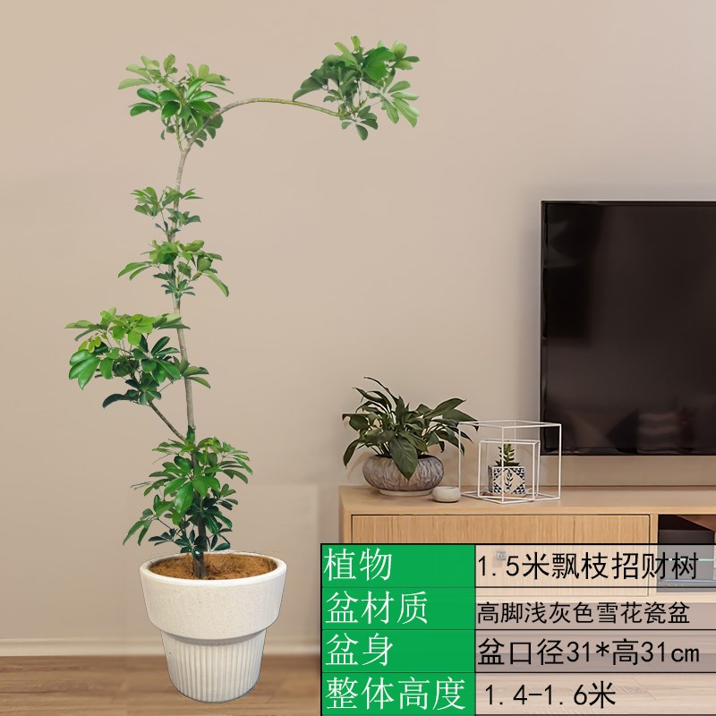 招财树鸭掌木盆栽室内阳台客厅好养造型带飄枝绿色植物武汉同城