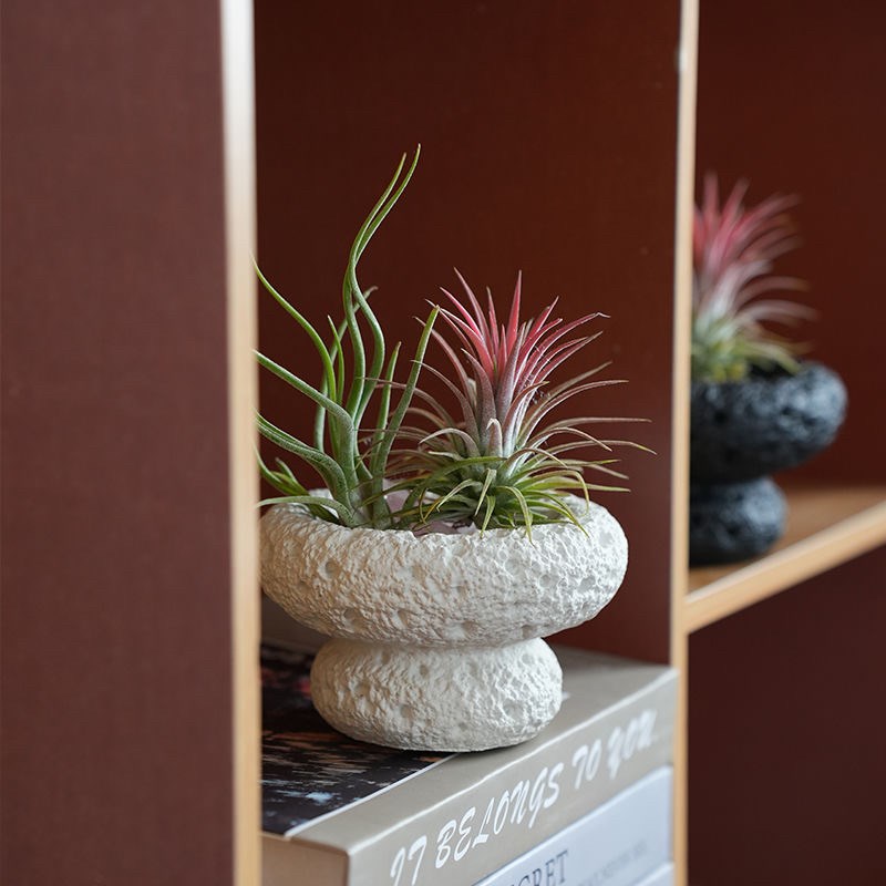 空气凤梨办公室桌面绿植室内小盆栽植物好养四季懒人情绪稳定花卉