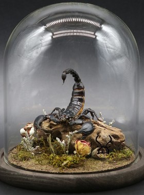 蛛形纲标本雨林蝎生态微景观彼得异蝎创意摆件收藏办公桌装饰