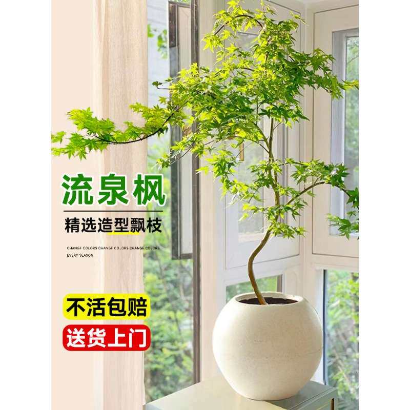 黄金流泉枫盆栽绿植室内大型自然美家居造型枫树禄植客厅植物盆栽