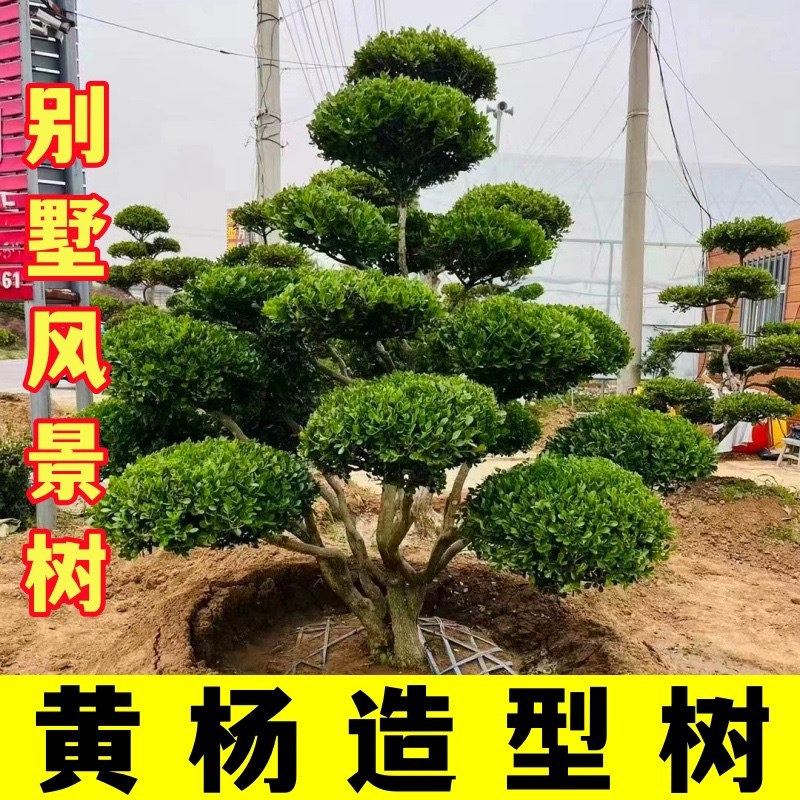 造型小叶黄杨大型精品树苗独杆庭院风景树名贵树盆景植物瓜子黄杨