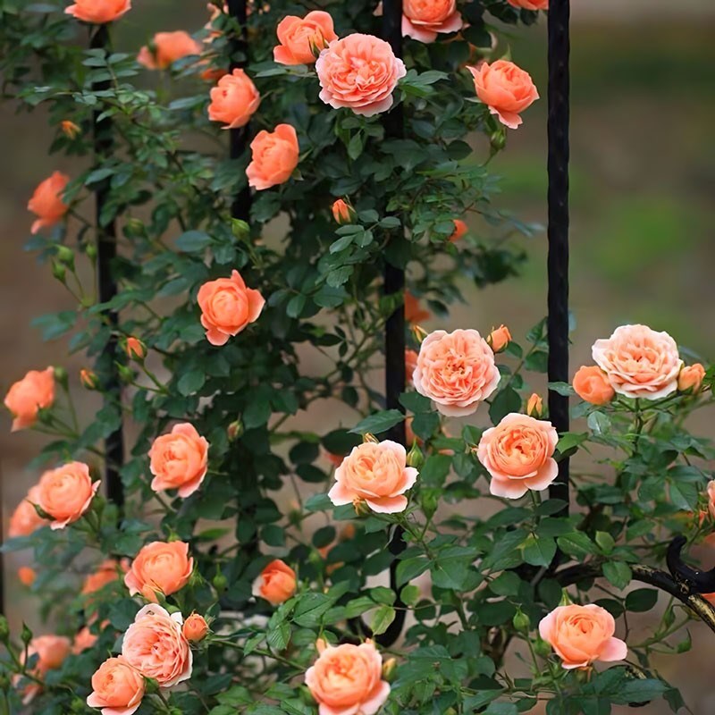 藤本蔷薇花苗甜梦爬藤月季橙色丰花玫瑰庭院阳台盆栽易种四季开花