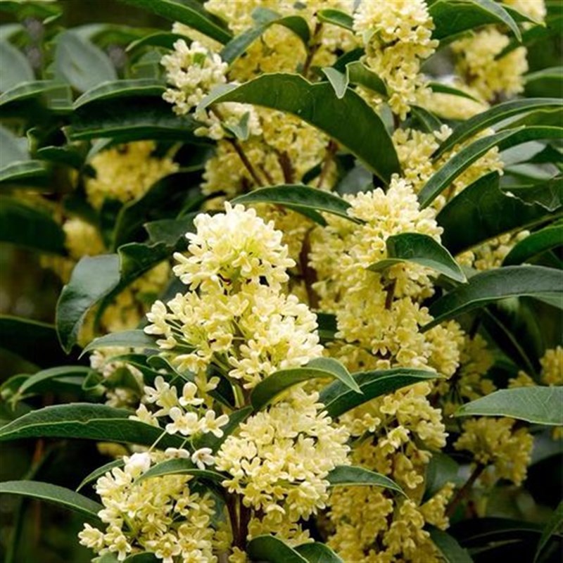 桂花树苗四季桂室内外阳台庭院好养开花不断浓香型花卉月桂盆栽