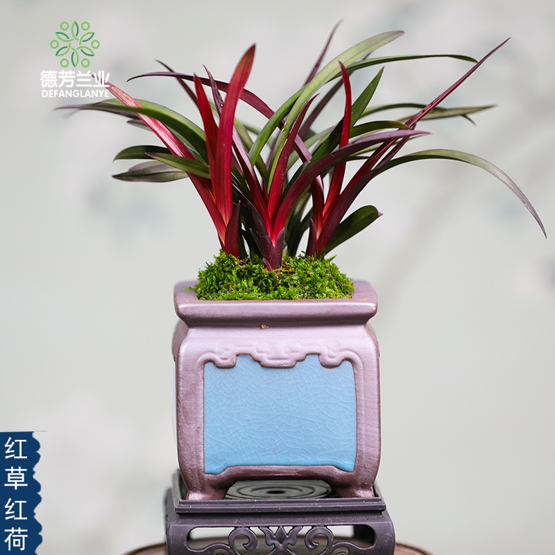 德芳兰业兰花苗建兰红草红荷3芽带陶瓷盆好养浓香型花卉绿植盆栽