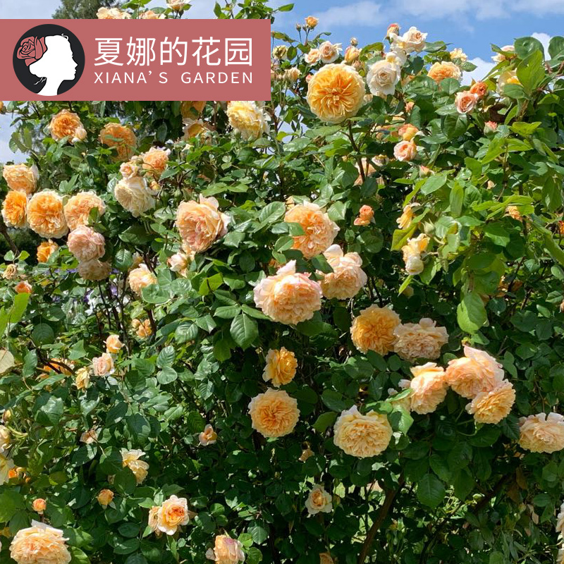 玛格丽特王妃爬藤月季四季开花特大花庭院花墙拱门攀爬花卉易养