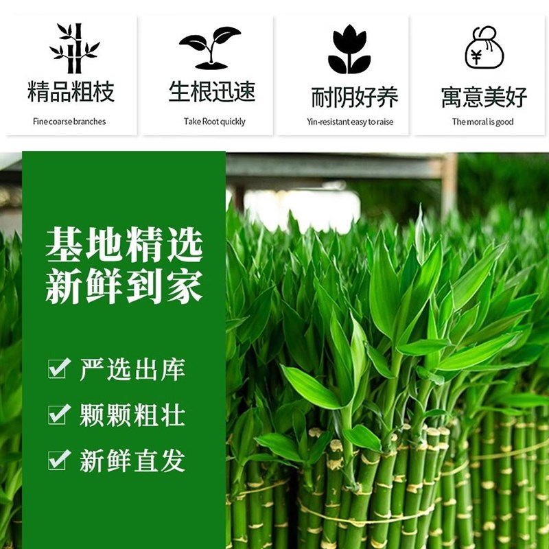 多头龙竹粗壮转运竹富贵竹水养带根室内客厅植物盆栽节节高文昌竹