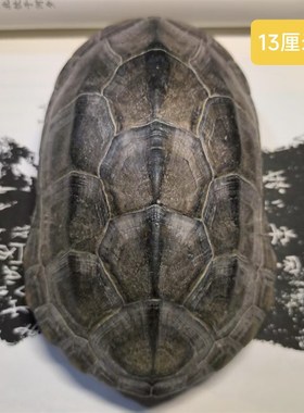 26甲财者之龟 龟趣天然完整龟壳家居摆件办公室摆件中式桌面客厅