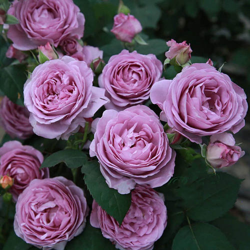 蓝色风暴月季阳台庭院玫瑰花四季盆栽玫瑰花苗花期长直立灌木月季