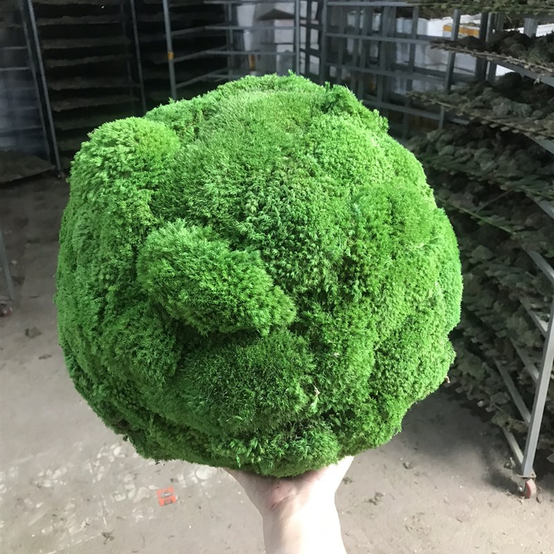 永生苔藓球软装植物墙绿植苔藓装饰白发藓大灰藓家装造景花艺装修