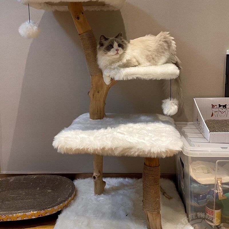 虎仔凯瑞树枝猫爬架猫树一体猫跳台猫抓板猫玩具磨爪宠物猫咪用品