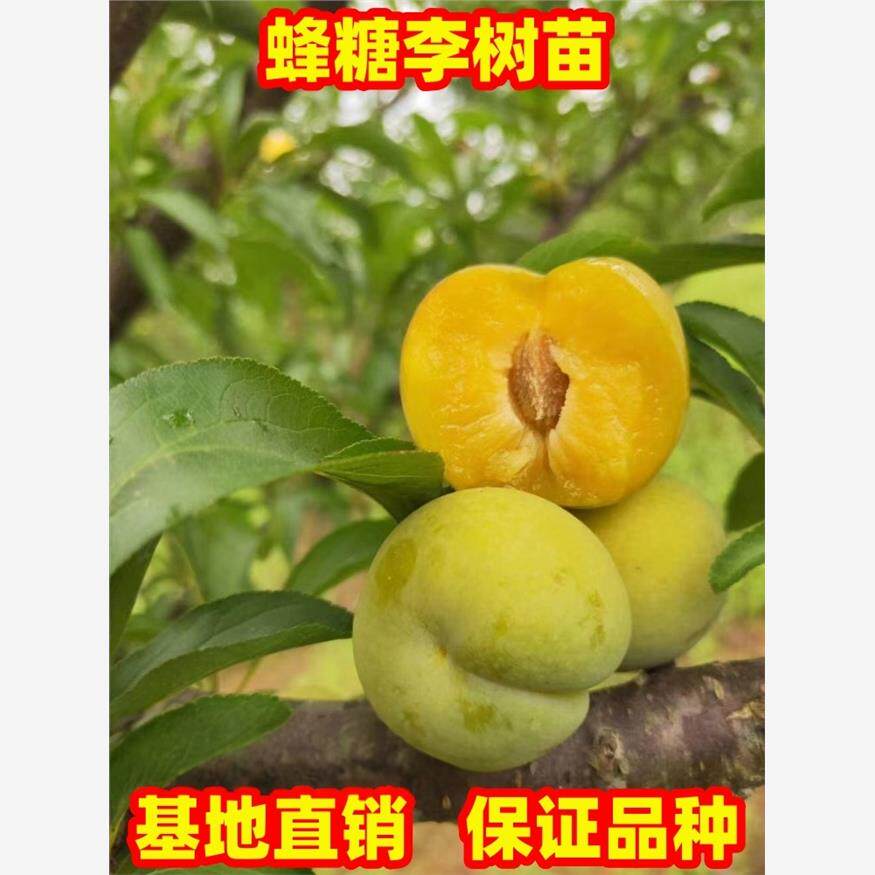 黄金奈李树苗南北方种植庭院阳台盆地栽特大李子树嫁接苗现挖现发
