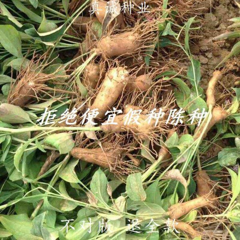 新采白术种子苗材种植秧苗新产药材种子高产改良白术种子