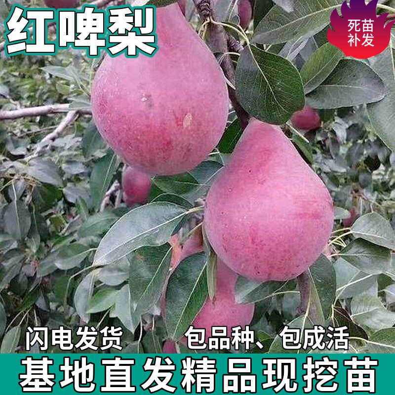 红啤梨树苗嫁接南北方庭院地栽种植特大果树盆栽当年结果耐寒果苗