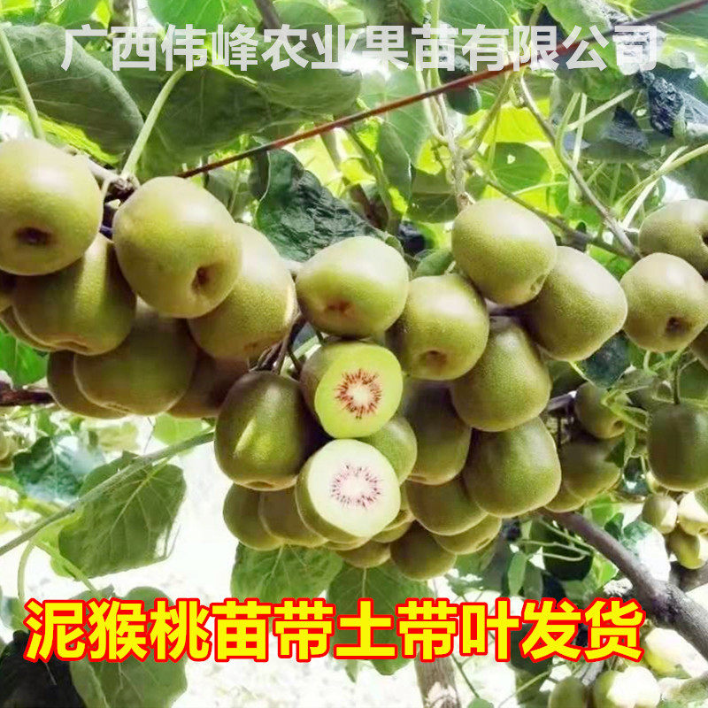 猕猴桃苗嫁接红心软枣奇异果爬藤植物黄心绿心泥猴桃果树苗南北种