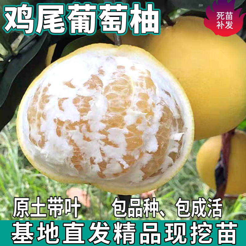 鸡尾葡萄柚树苗南北方庭院地栽特大嫁接柚子树苗盆栽种植当年结果