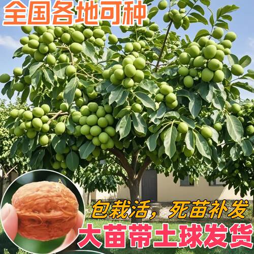 核桃树苗嫁接薄皮8518纸