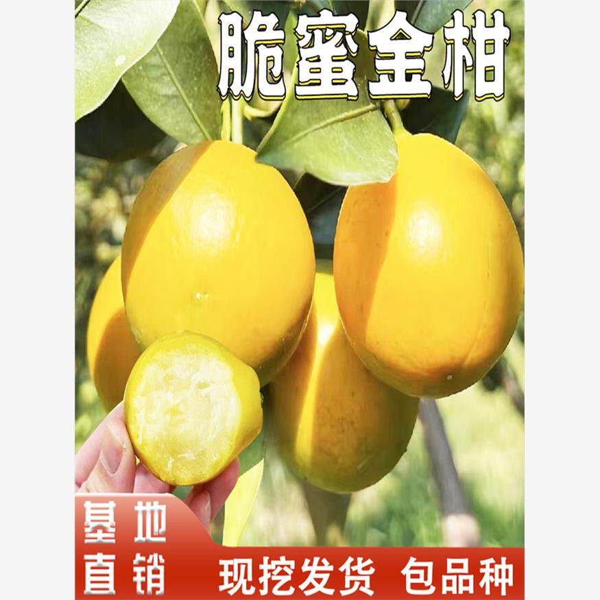 脆蜜金柑树苗庭院阳台室外特大果可食用金桔盆栽嫁接大树当年结果