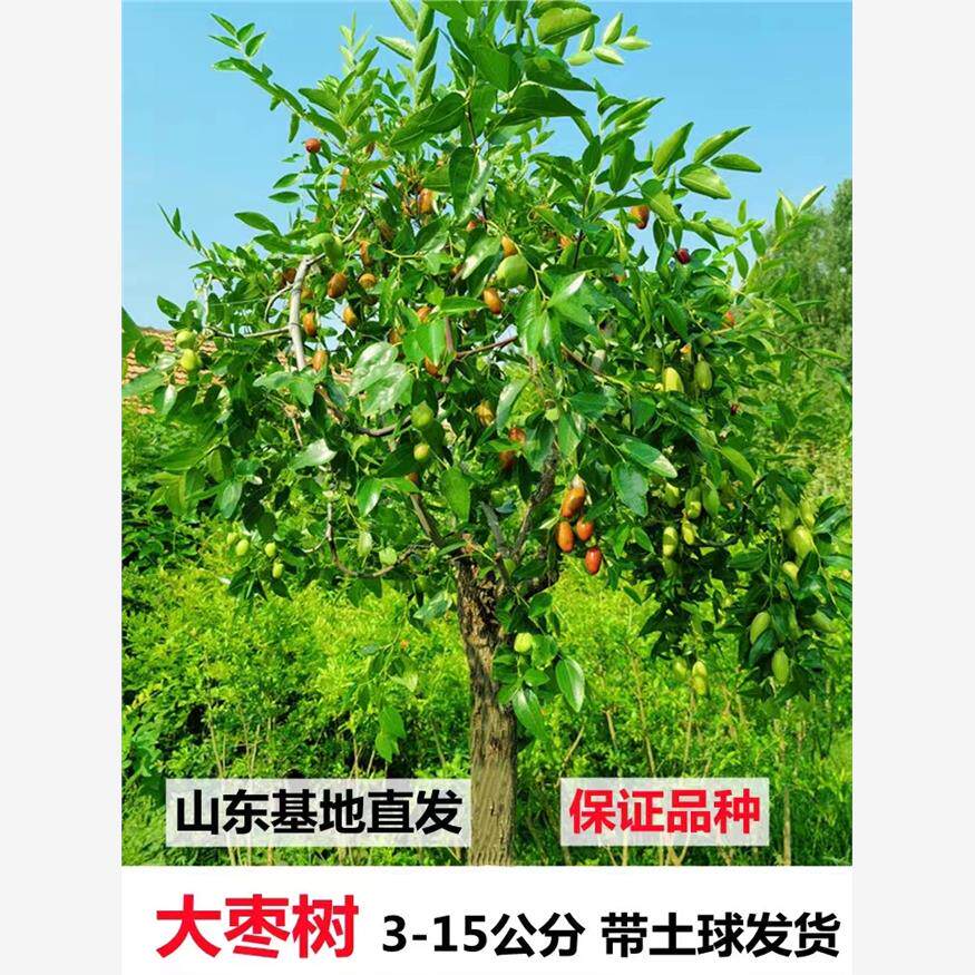 枣树活苗特大脆甜沾化冬枣南方北方庭院果树老桩金丝枣嫁接枣树苗