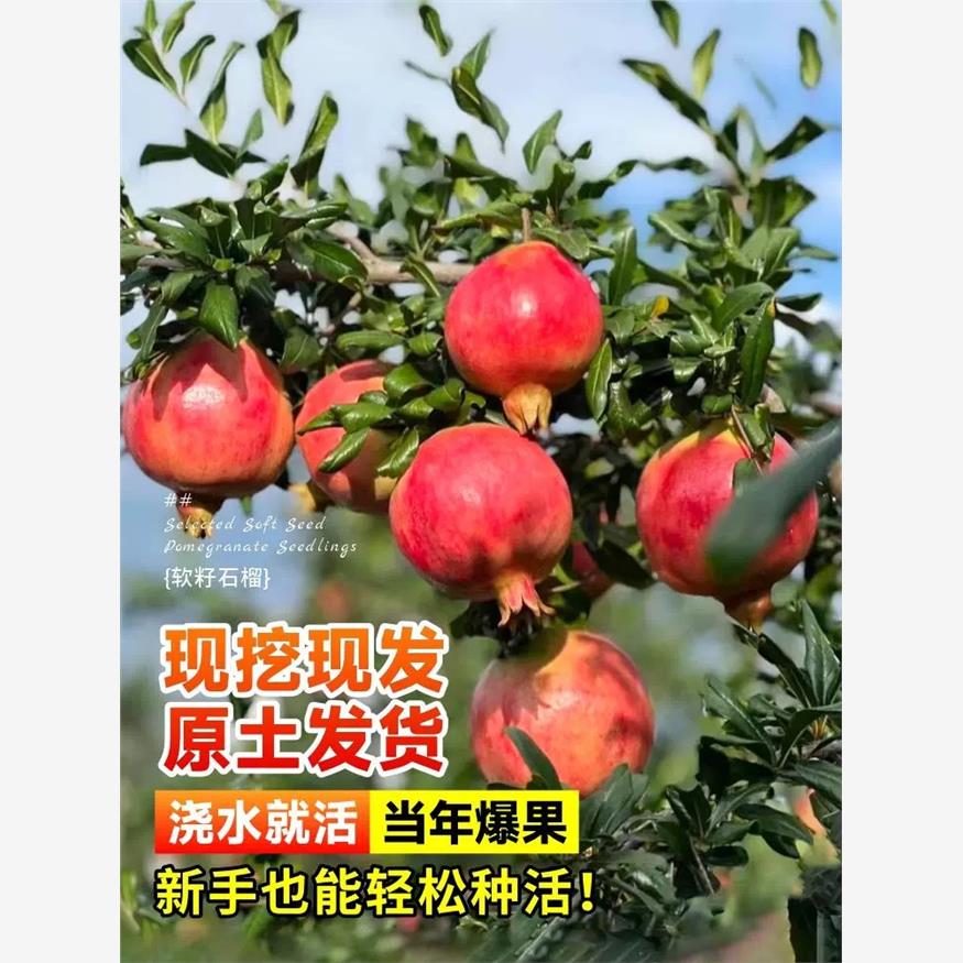 石榴树苗番石突尼斯软籽无子四季庭院盆景栽特大甜带土石榴果树苗