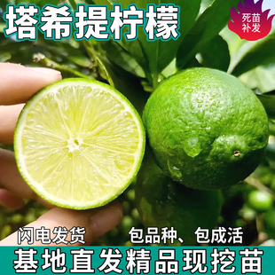 塔希提无籽柠檬树苗绿植盆栽地栽庭院青柠檬苗树食用植物四季结果