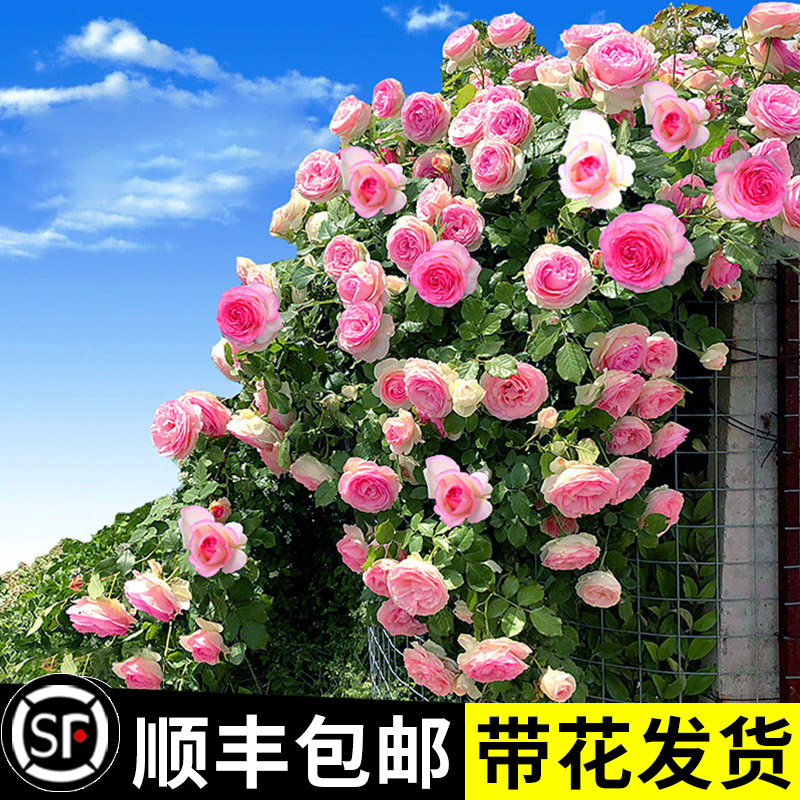 月季花苗四季开花带花苞盆栽特大花蔷薇爬藤植物玫瑰阳台庭院花卉