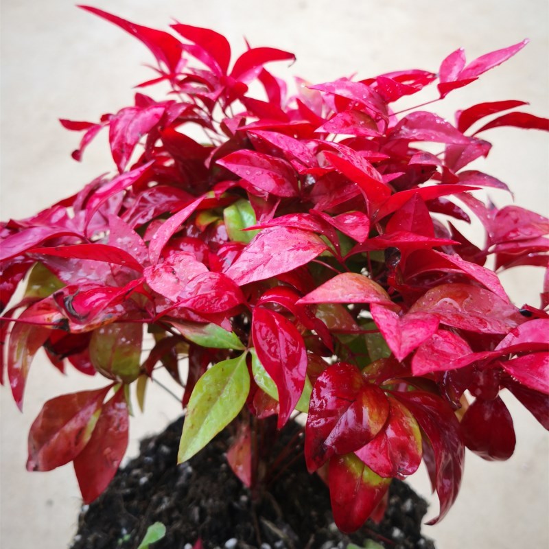 火焰南天竹盆栽花镜植物冬季耐寒好养室内阳台庭院造景彩叶植物