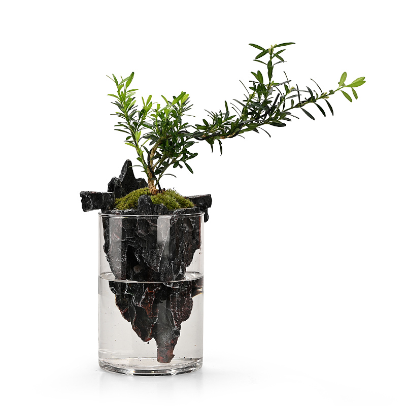 倒山桌面苔藓微景观造景植物生态瓶绿植盆栽玻璃室内盆景创意摆件