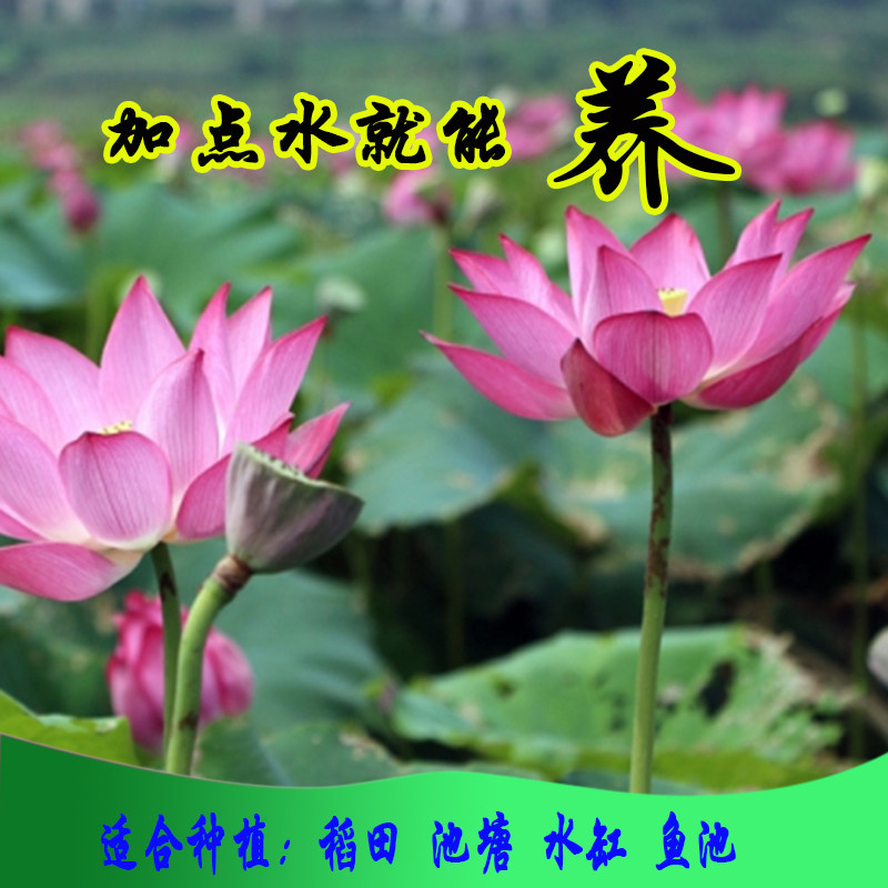 池塘大型观赏荷花苗种藕苗 莲藕种苗 盆栽荷花种根苗莲藕苗莲花苗