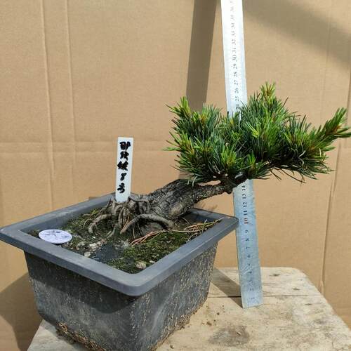 那须娘大阪松盆景贵品松树品种松树那须娘大板松老盆口短针八房性