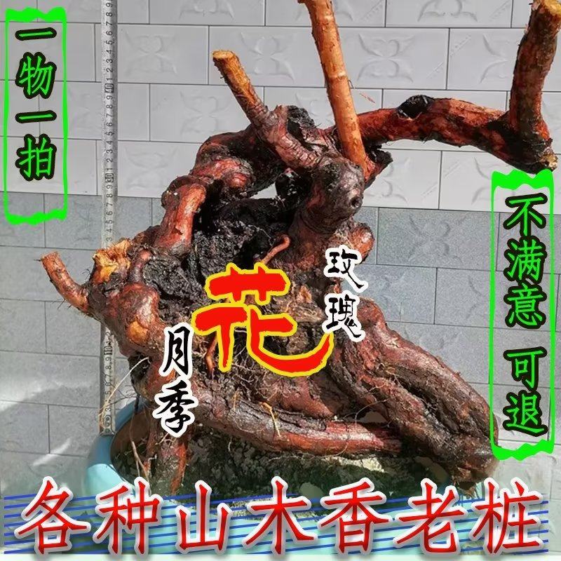 山木香老桩嫁接月季花玫瑰蔷薇花苗砧木庭院盆景树桩果汁躲藏月季