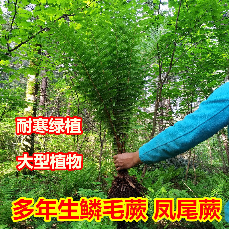 耐寒凤尾荚果蕨 大型蕨类植物鳞毛蕨常绿室内庭院盆栽苗耐阴绿植