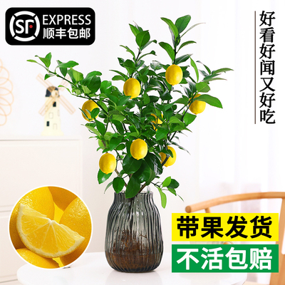 水培植物香水柠檬树花卉盆栽水果食用办公室桌面带果四季好养绿植