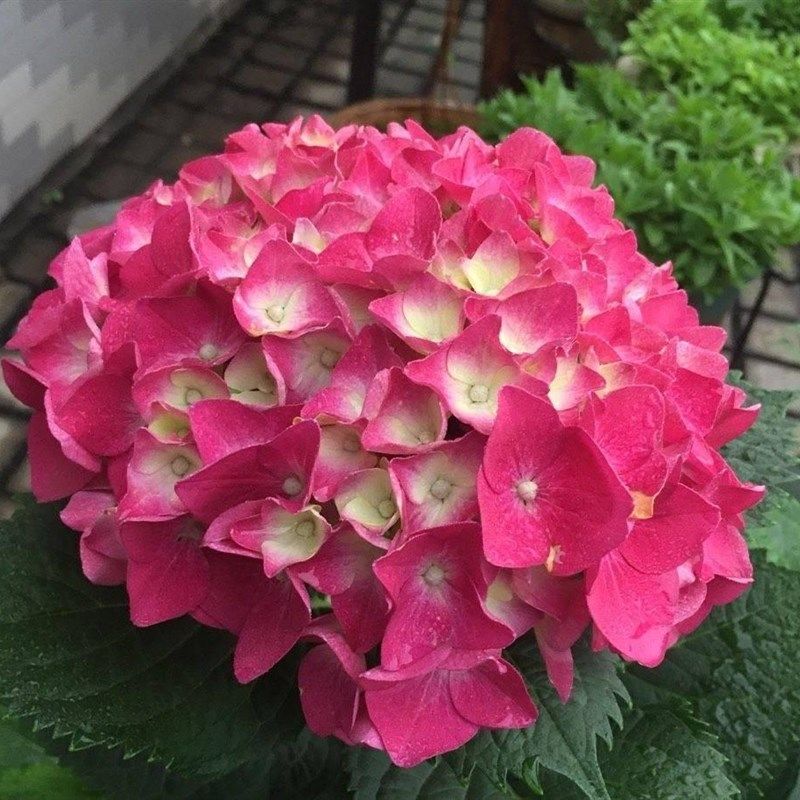 玫红妈妈无尽夏头花草本木本绣球花八仙花花园植物花耐热好养植物