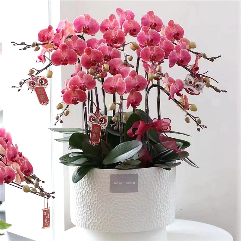 蝴蝶兰盆栽花苗年宵花卉室内客厅大花盆景植物大苗带花苞四季开花