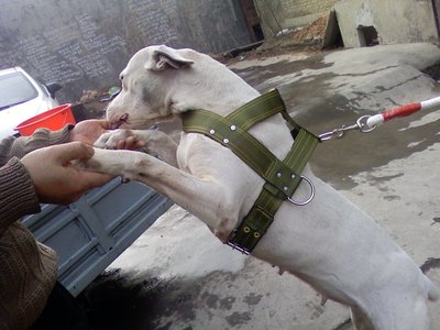 猛犬比特犬训练用品装备专用比特犬肩背带胸带大型宠物牵引肩背带