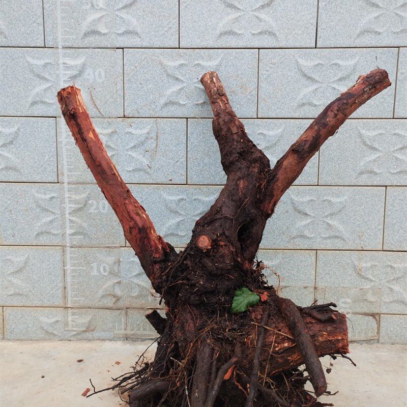 山木香老桩嫁接月季花玫瑰蔷薇花苗砧木庭院盆景树桩果汁躲藏月季