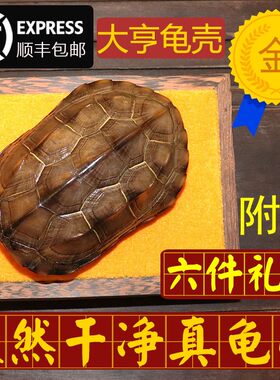 天然完整真乌龟壳文玩盘玩手把件龟甲家居客厅摆件送车挂礼品一套
