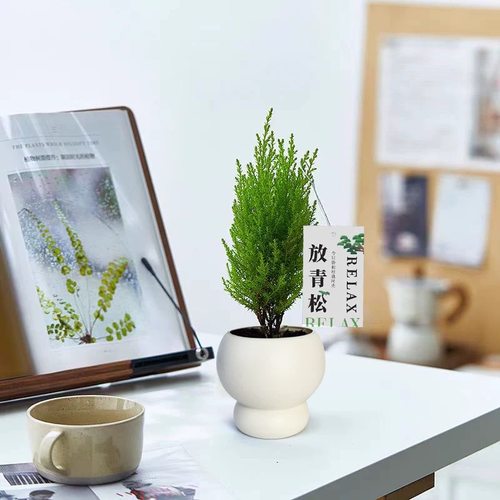 小香松绿植盆栽办公室桌面四季