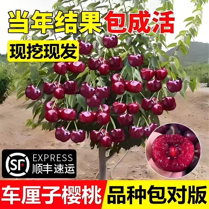 种植樱桃北方树苗地盆栽南