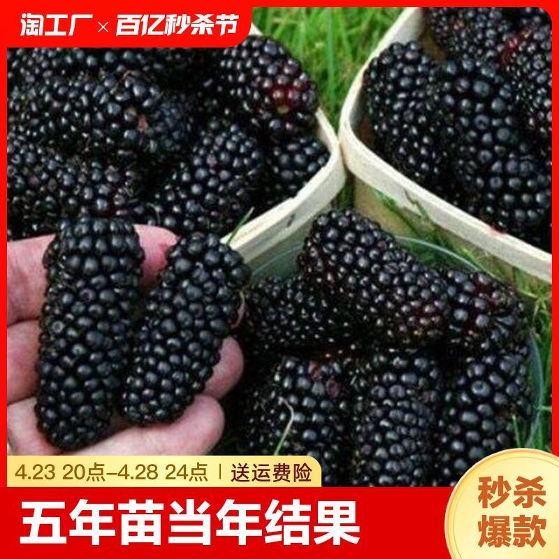 桑葚树苗果嫁盆栽南北方种