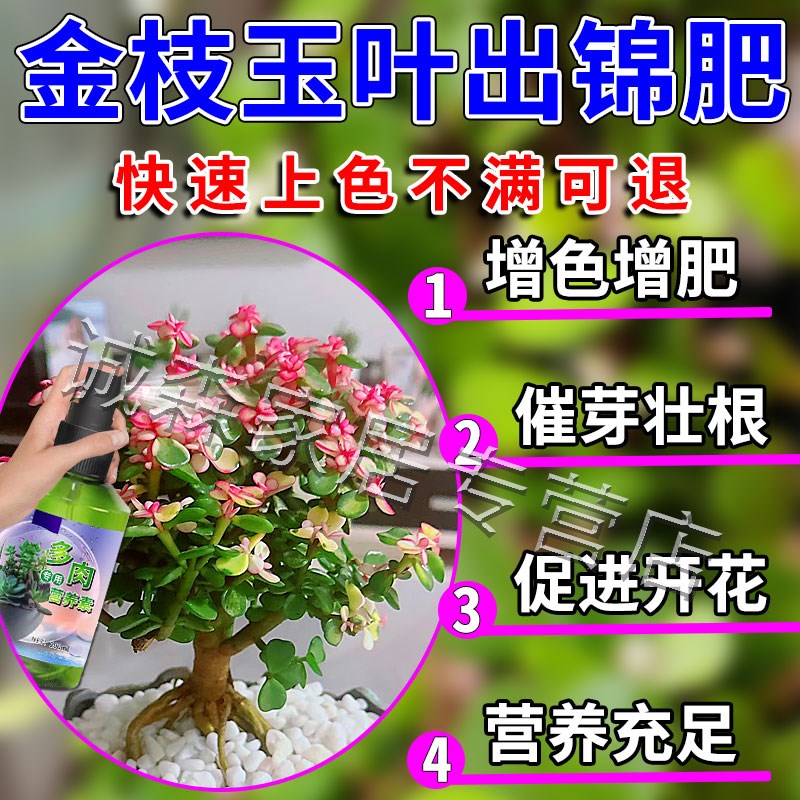 金枝玉叶出锦药水多肉变色专用营养肥料增上色剂优芽素生根爆芽液