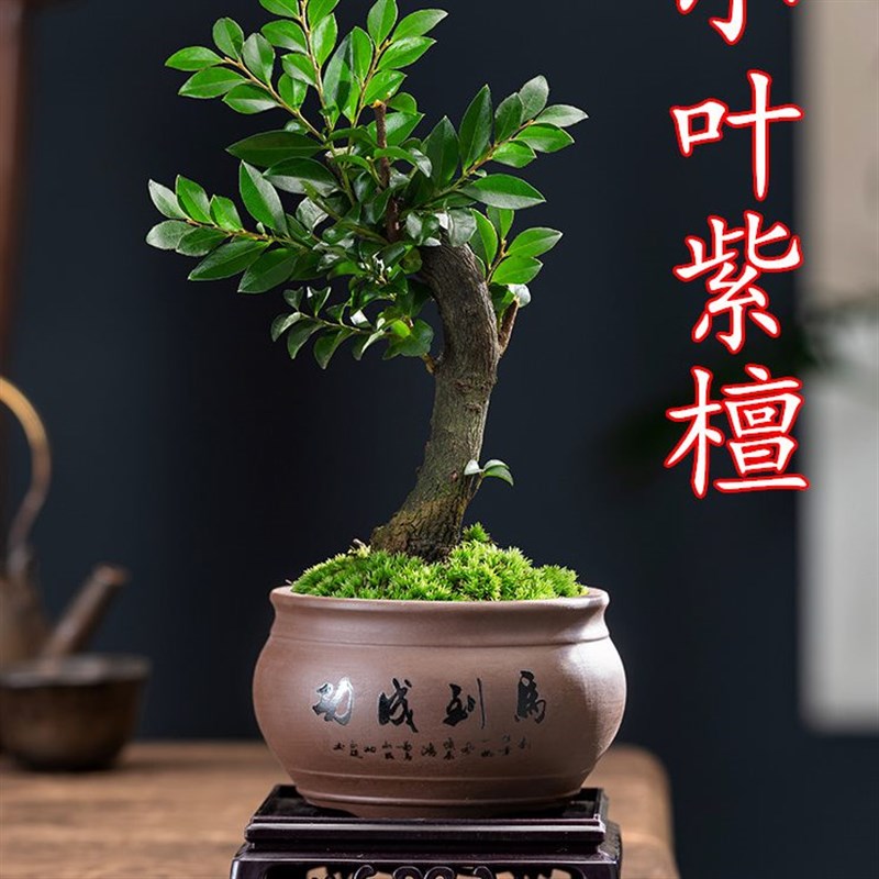 小叶紫檀盆景盆栽树植物室内花四季好养活客厅阳台办公室桌面绿植