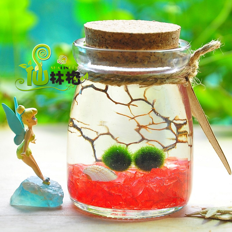 仙林格新奇礼品mrimo海藻球创意迷你植物苔藓世界生态瓶水培盆栽