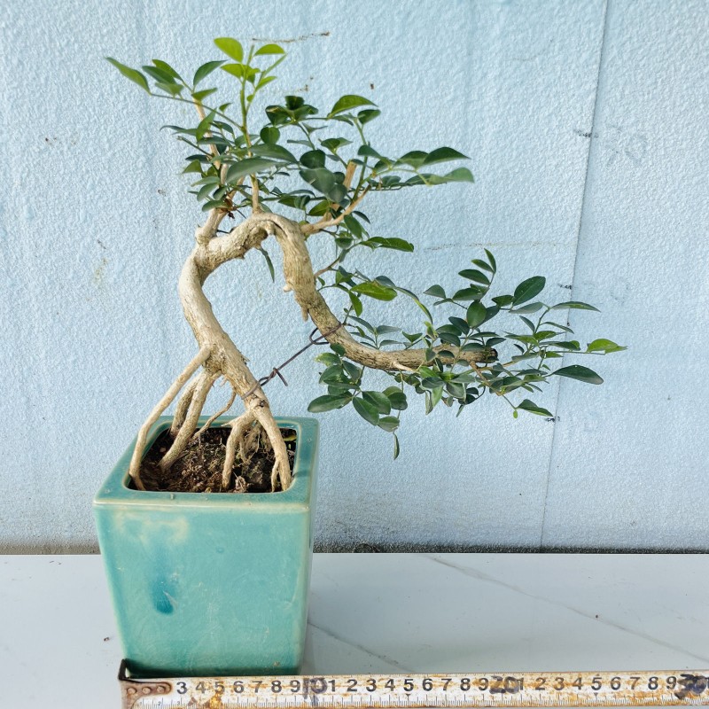 九里香悬崖盆景提根老桩微盆景绿植盆当年开花带花苞浓香室内驱蚊